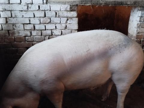 Hízó eladó Hízó eladó