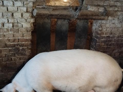 Eladó F1-es anyakoca továbbtenyésztésre Eladó F1-es anyakoca továbbtenyésztésre