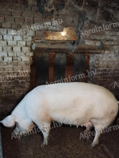 Eladó F1-es anyakoca továbbtenyésztésre