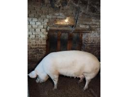 Eladó F1-es anyakoca továbbtenyésztésre