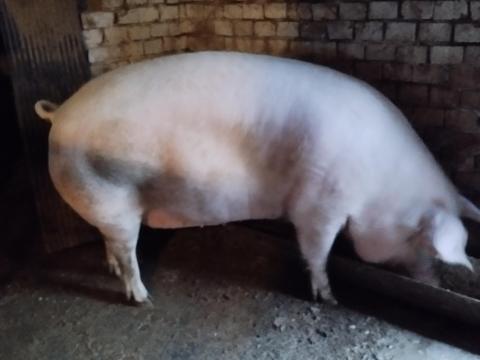 Eladó F1-es, egyszer fialt anyakoca