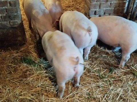 Sűldők eladók Sűldők eladók