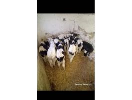 Hf bika borjak Eladók