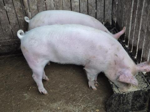 2 db magyar nagyfehér koca süldő eladó 2 db magyar nagyfehér koca süldő eladó