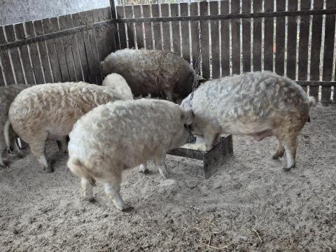 Szőke mangalicák eladók Hajdú-Bihar vármegyében Szőke mangalicák eladók Hajdú-Bihar vármegyében