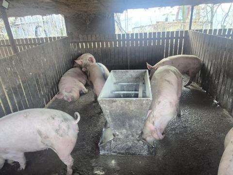 Hízók 110–230 kg-ig eladó Hízók 110–230 kg-ig eladó