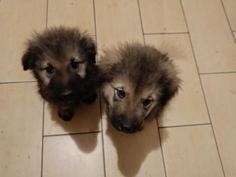 Sarplaninac kiskutyák Sarplaninac kiskutyák