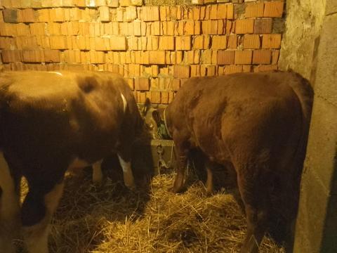 Eladó 2 db bika borjú Eladó 2 db bika borjú