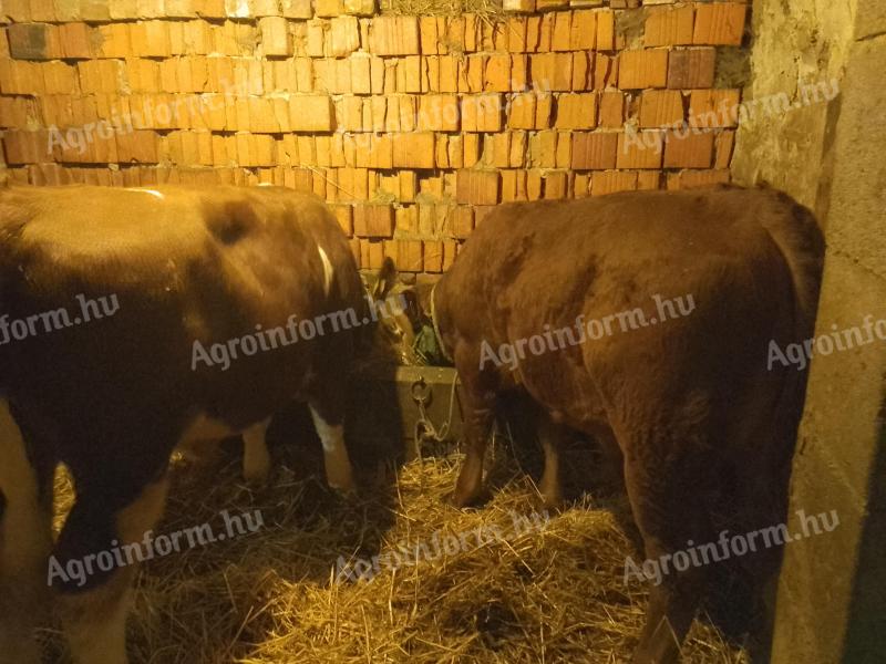 Eladó 2 db bika borjú