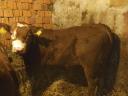Eladó 2 db bika borjú