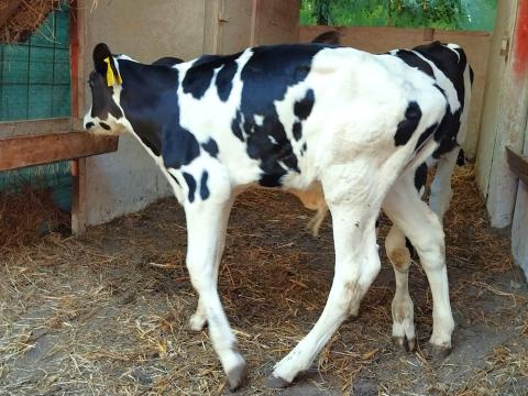 10 db holstein-fríz bika borjú (szopós) 10 db holstein-fríz bika borjú (szopós)