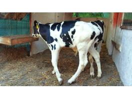 10 db holstein-fríz bika borjú (szopós)