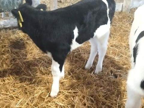 4 db holstein-fríz bika borjú (szopós) 4 db holstein-fríz bika borjú (szopós)