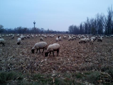 Juhász állás Juhász állás