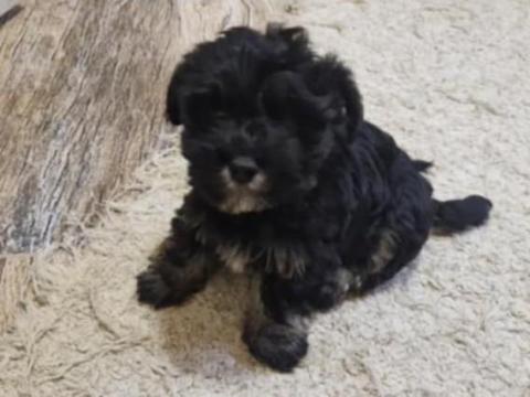 Bichon Havanese kutyusok eladók Bichon Havanese kutyusok eladók