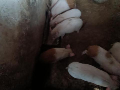 Malacok eladók háztáji tartásból Malacok eladók háztáji tartásból