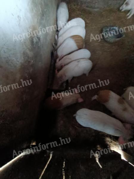 Malacok eladók háztáji tartásból