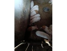 Malacok eladók háztáji tartásból