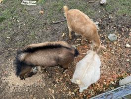 Eladó törpe kecskék