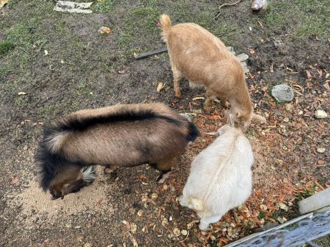 Eladó törpe kecskék Eladó törpe kecskék