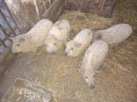 Választási mangalica eladó Választási mangalica eladó