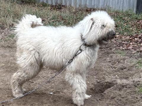 Komondor jellegű Komondor jellegű