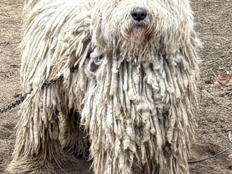 Kondor jellegű kutya Kondor jellegű kutya