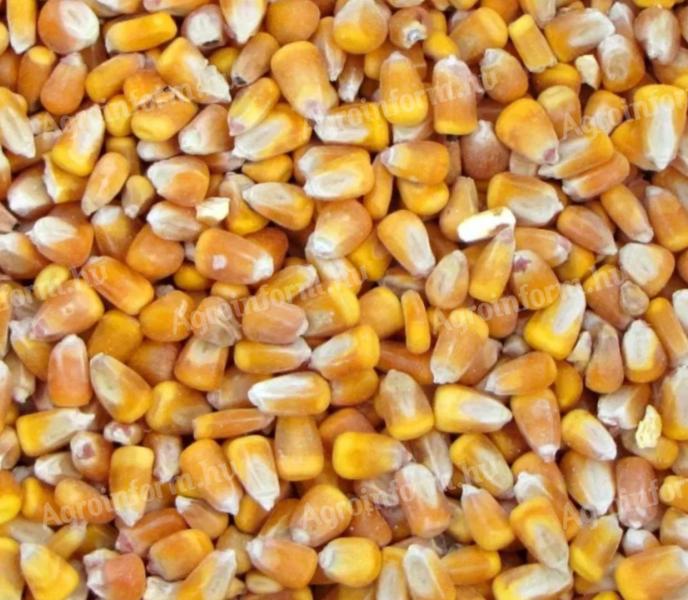 Szárított 2025. évi kukorica eladó