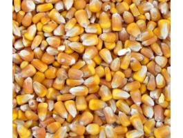 Szárított 2025. évi kukorica eladó