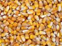 Szárított kukorica eladó 2025-ből Győrben