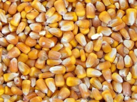Szárított kukorica eladó 2025-ből Győrben Szárított kukorica eladó 2025-ből Győrben