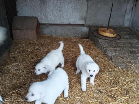 Kuvasz fajtajellegű kölykök ingyen elvihetők