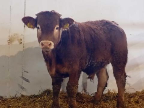 Limousin bikaborjak eladók