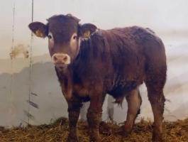 Limousin bikaborjak eladók