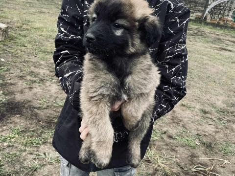 Kaukázusi juhászkutya kölykök eladók Kaukázusi juhászkutya kölykök eladók