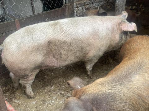 Eladó Duroc és Magyarlapály keverék sertéshízók Eladó Duroc és Magyarlapály keverék sertéshízók