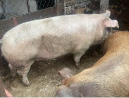 Eladó Duroc és Magyarlapály keverék sertéshízók