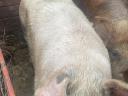 Eladó Duroc és Magyarlapály keverék sertéshízók