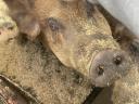 Eladó Duroc és Magyarlapály keverék sertéshízók