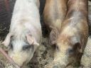 Eladó Duroc és Magyarlapály keverék sertéshízók