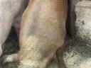 Eladó Duroc és Magyarlapály keverék sertéshízók