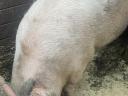 Eladó Duroc és Magyarlapály keverék sertéshízók