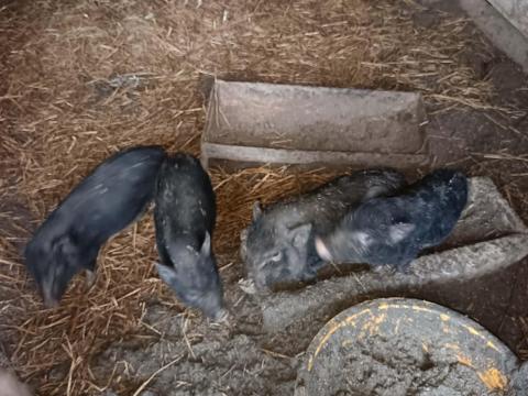 Csüngőhasú malacok eladók Csüngőhasú malacok eladók
