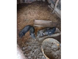 Csüngőhasú malacok eladók