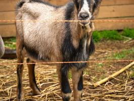 Növendék bak kecskék eladók Tiszavárkonyban