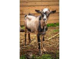 Növendék bak kecskék eladók Tiszavárkonyban