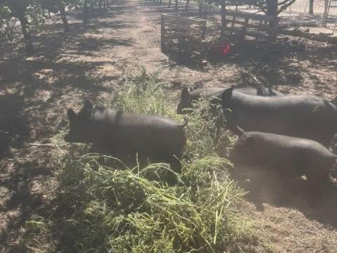 Vietnámi mix kan disznók, 1 évesek eladók vagy cserélhetők Vietnámi mix kan disznók, 1 évesek eladók vagy cserélhetők