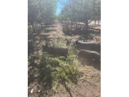 Vietnámi mix kan disznók, 1 évesek eladók vagy cserélhetők