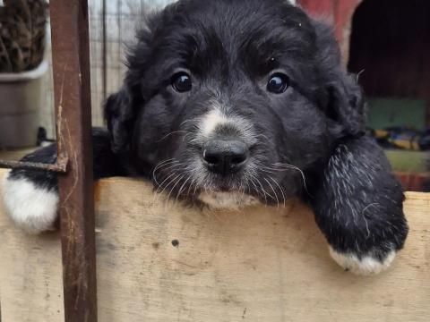 Keverék kiskutya eladó Legyesbényén Keverék kiskutya eladó Legyesbényén