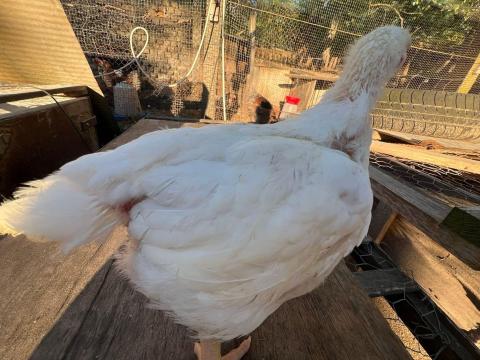 Húshibrid csirke rántani való